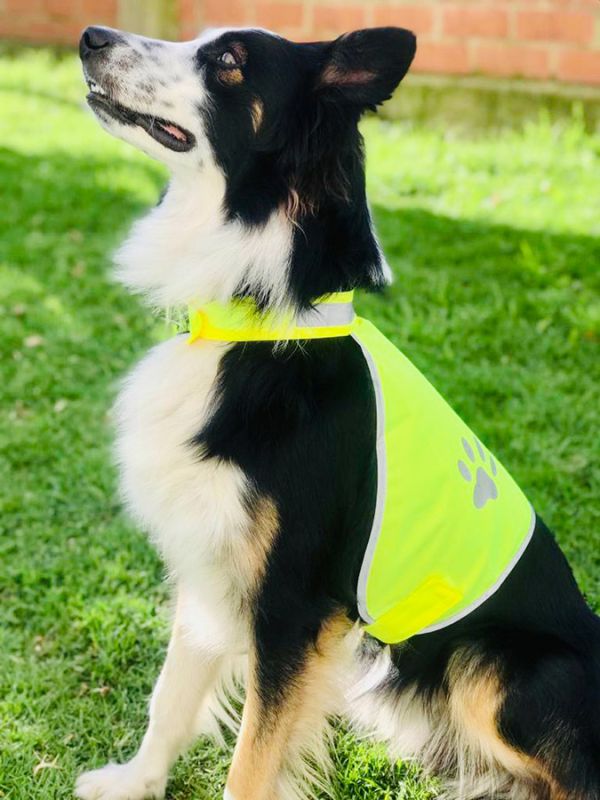 KTH100-hunde-funktionsweste-gelb-auto-freizeit-korntex-lifestyle_800x800.jpg
