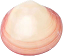 CosiMed LavaShell Venusmuschel